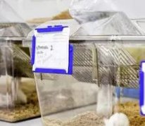 動物實驗室建設：規模及潔凈級別的確定